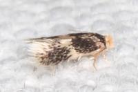 Ectoedemia caradjai