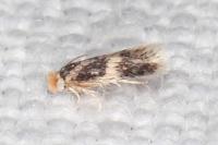 Ectoedemia caradjai