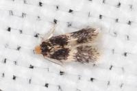 Ectoedemia caradjai