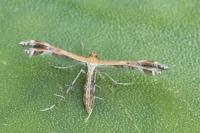 Stangeia siceliota