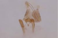 Stangeia siceliota