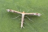 Stangeia siceliota
