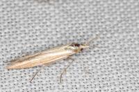 Coleophora ochrea