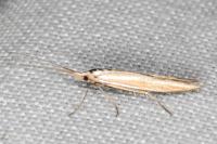 Coleophora ochrea