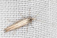 Coleophora ochrea