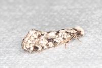 Nemapogon agenjoi