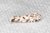 Nemapogon agenjoi