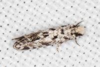 Nemapogon agenjoi