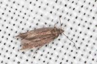 Aproaerema anthyllidella