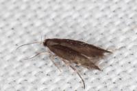 Aproaerema anthyllidella
