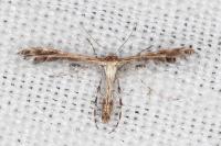 Capperia hellenica