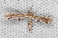 Capperia hellenica