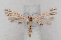 Capperia hellenica