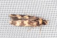 Oegoconia caradjai
