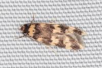 Oegoconia caradjai