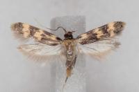 Oegoconia caradjai