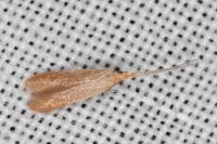 Coleophora flavipennella