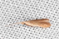 Coleophora flavipennella