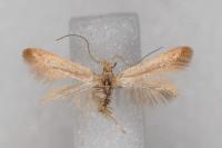 Coleophora flavipennella