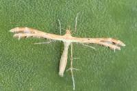 Oxyptilus laetus