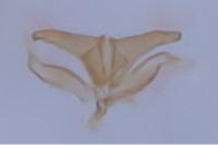 Oxyptilus laetus
