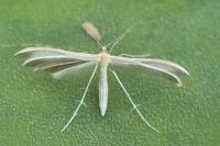Merrifieldia malacodactyla