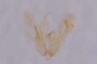 Merrifieldia malacodactyla