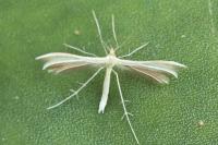 Merrifieldia menthae