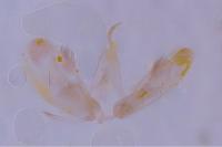 Merrifieldia menthae
