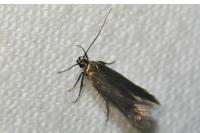 Oxypteryx unicolorella