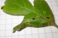Phyllonorycter oxyacanthae