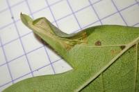 Phyllonorycter oxyacanthae