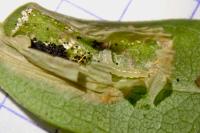Phyllonorycter oxyacanthae
