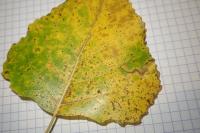 Stigmella trimaculella