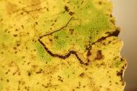 Stigmella trimaculella