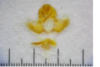Clepsis pallidana