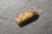 Clepsis pallidana