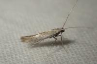 Aspilapteryx tringipennella