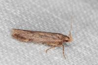 Bryotropha terrella