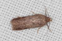 Bryotropha terrella