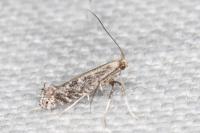 Parornix torquillella