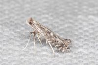Parornix torquillella