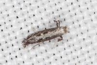 Parornix torquillella
