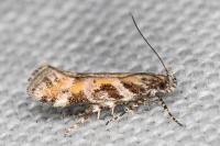 Aristotelia billii