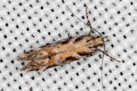 Aristotelia billii