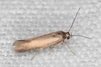 Scythris terrenella