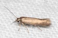 Scythris terrenella