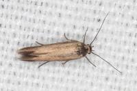 Scythris terrenella