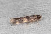 Apatema mediopallidum