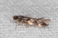 Apatema mediopallidum
